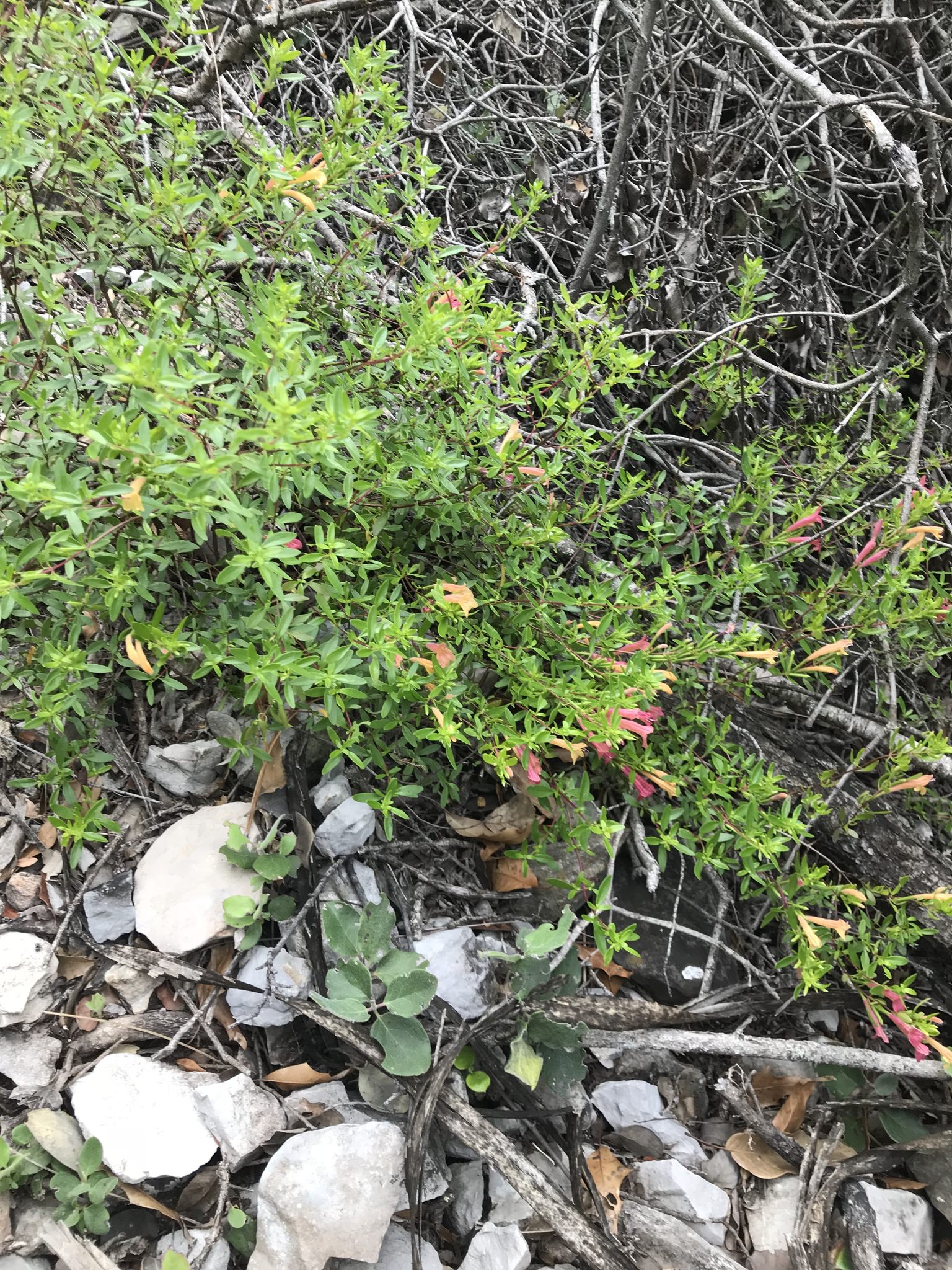 Poliomintha longiflora